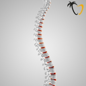 Common Spine Common Spine