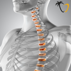 Thoracic Spine Thoracic Spine